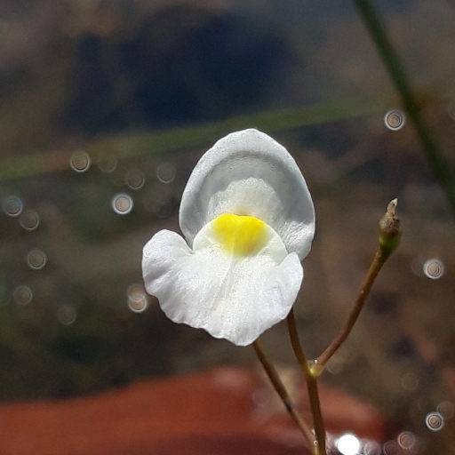 Utricularia Alpina