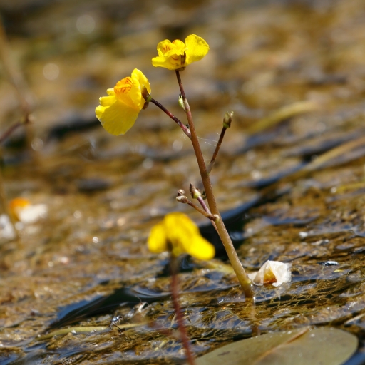 Utricularia (Bladderwort)