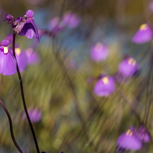 Utricularia Longifolia