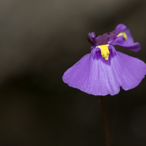 Utricularia Reniformis