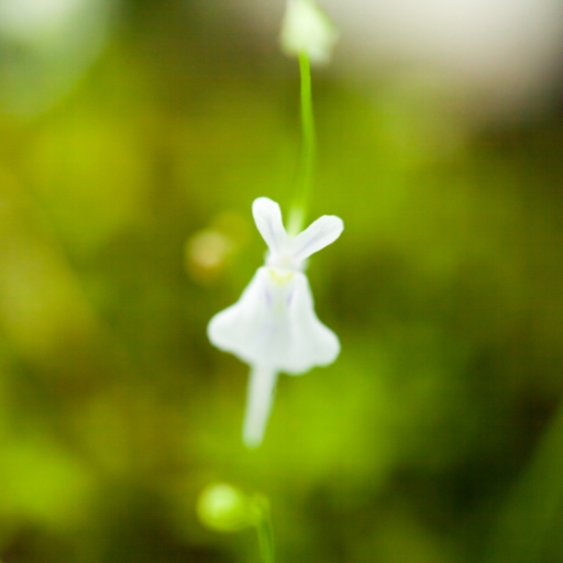 Utricularia Sandersonii