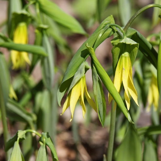 Uvularia (Bellwort)