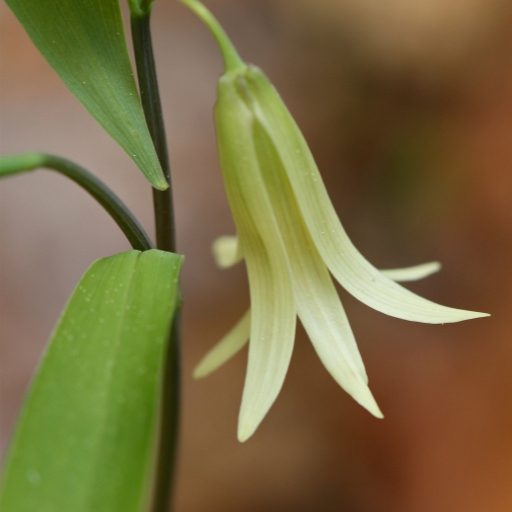 Uvularia Sessilifolia