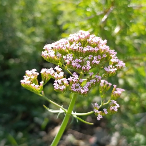 Valerian