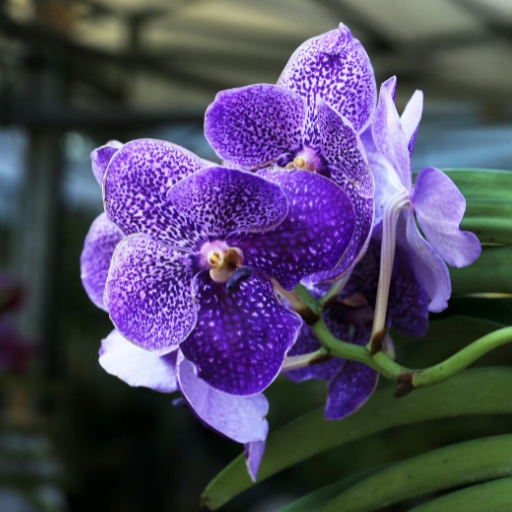 Vanda Orchid