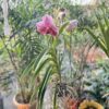 Vanda Orchid