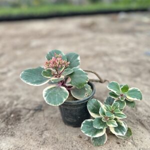 Variegated Kalanchoe