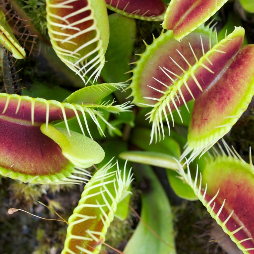 Venus Flytrap Flower