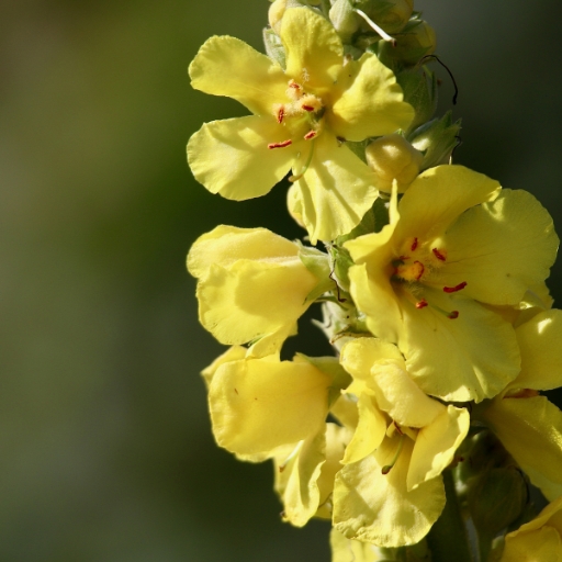 Verbascum (Mullein)