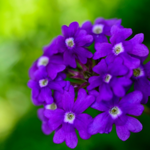 Verbena