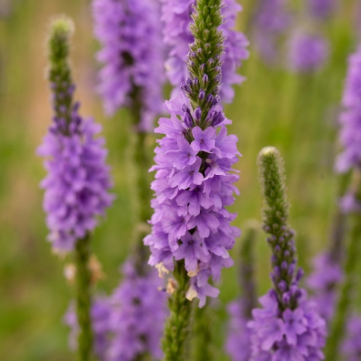 Vervain