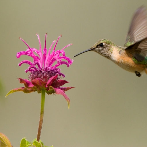Vietnamese Balm Flower