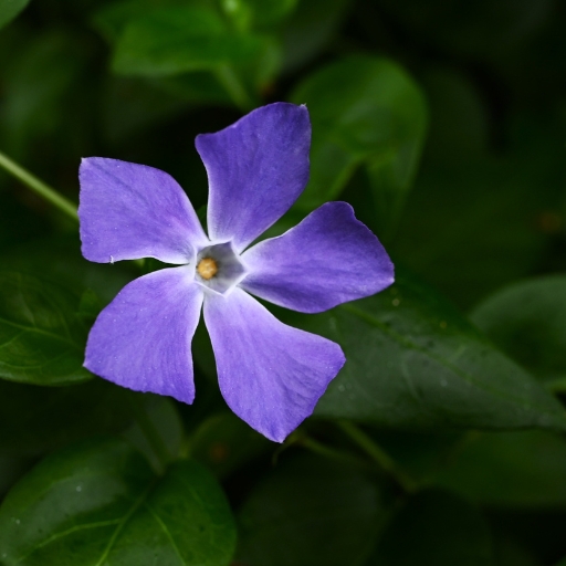 Vinca Minor Flower
