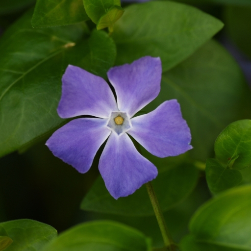 Vinca (Periwinkle)
