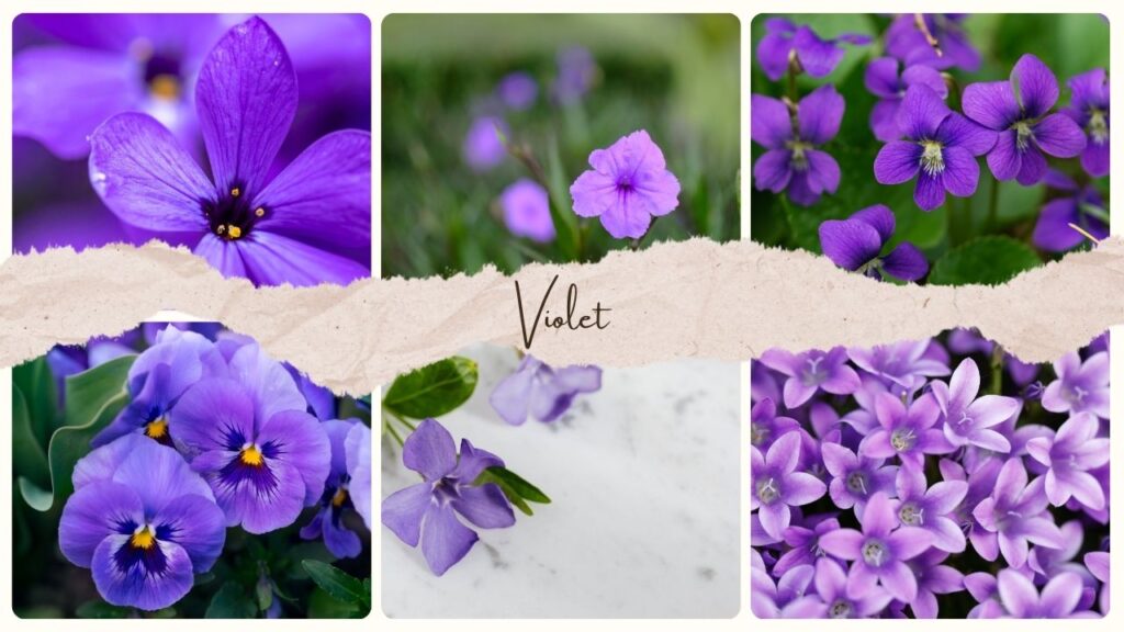 Violet Flower