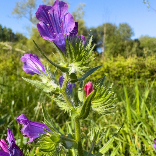 Viper’s Bugloss