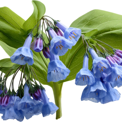 Virginia Bluebells