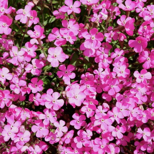 Viscaria (Rose of Heaven)