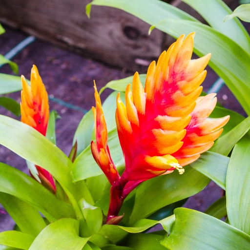 Vriesea Bromeliad Flower