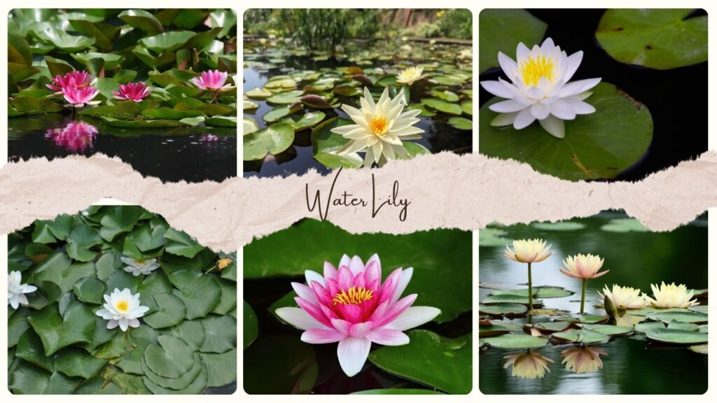 Water Lily