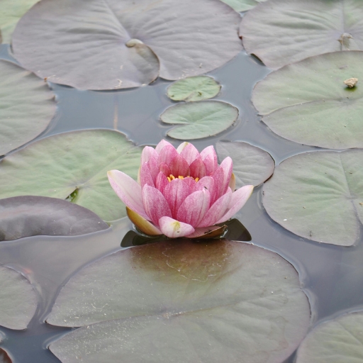 Water Lily