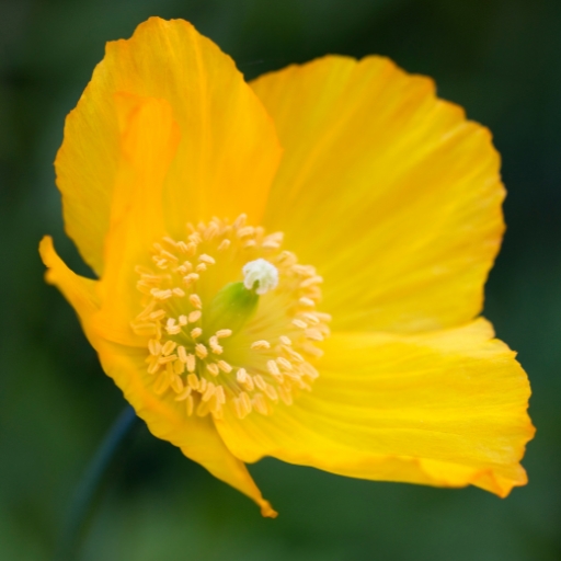 Welsh Poppy