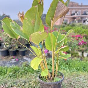 White Bird of Paradise