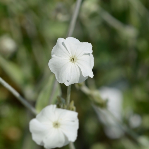White Campion