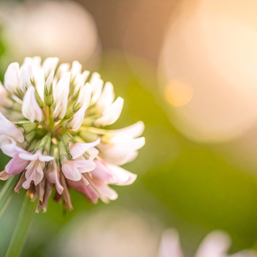 White Clover Flower