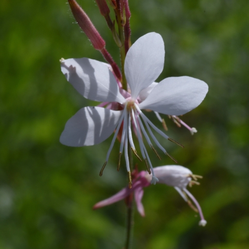 White Gaura