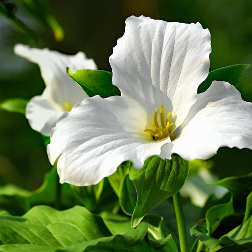 White Trillium