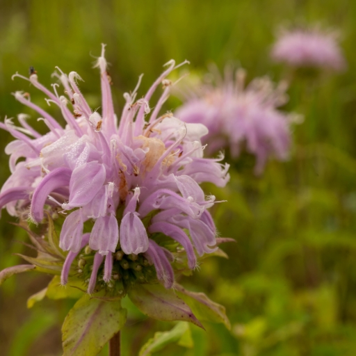 Wild Bergamot