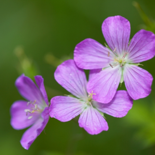 Wild Geranium