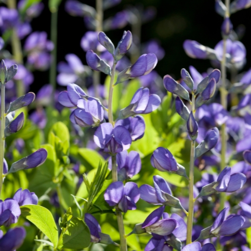 Wild Indigo