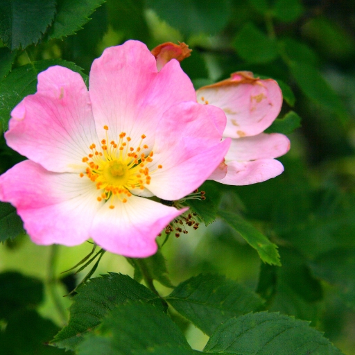 Wild Rose