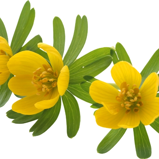 Winter Aconite
