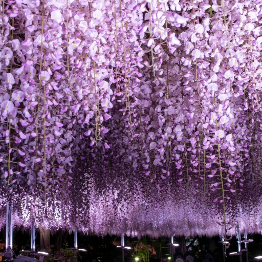 Wisteria