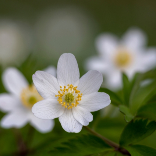 Wood Anemone