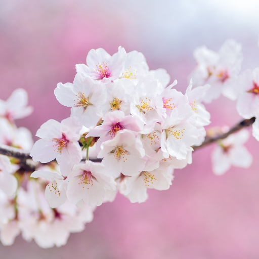 Xanthoceras Flower (Chinese Flowering Chestnut)