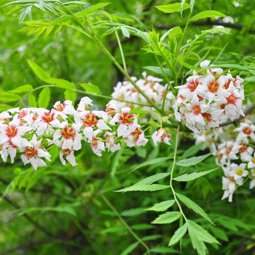 Xanthoceras (Yellowhorn Flower)