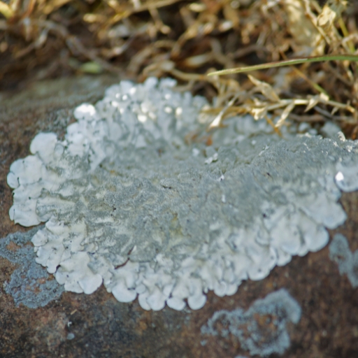 Xanthoparmelia Flower