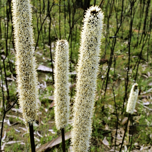 Xanthorrhoea Flower