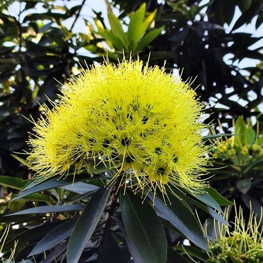 Xanthostemon Flower
