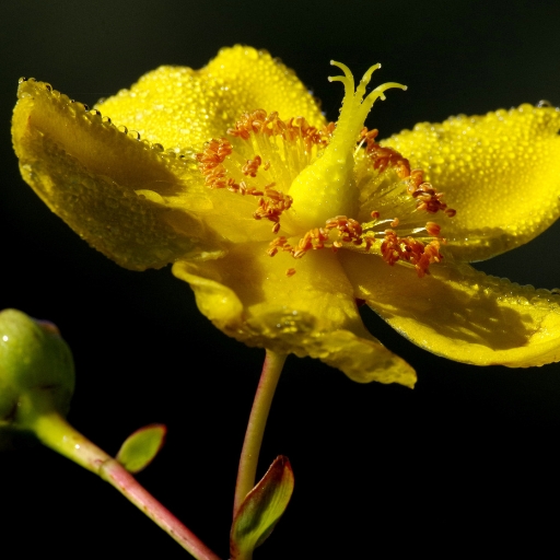 Xanthostigma Flower