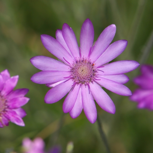 Xeranthemum (Everlasting Flower)