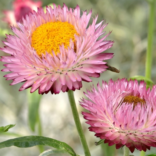 Xerochrysum (Strawflower)