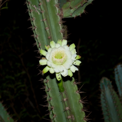 Xylophylla Flower
