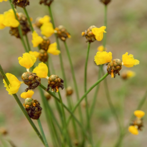 Xyridaceae Flower