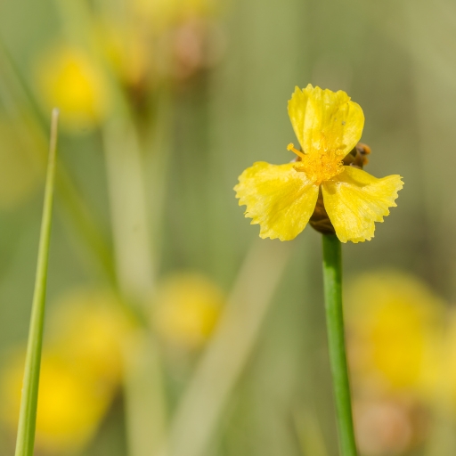 Xyris (Yellow-Eyed Grass Flower)