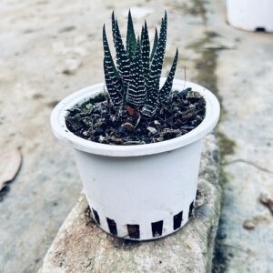 Zebra Haworthia